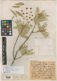 Bonellia seleriana image