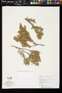 Juniperus osteosperma image