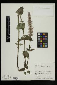 Agastache urticifolia image