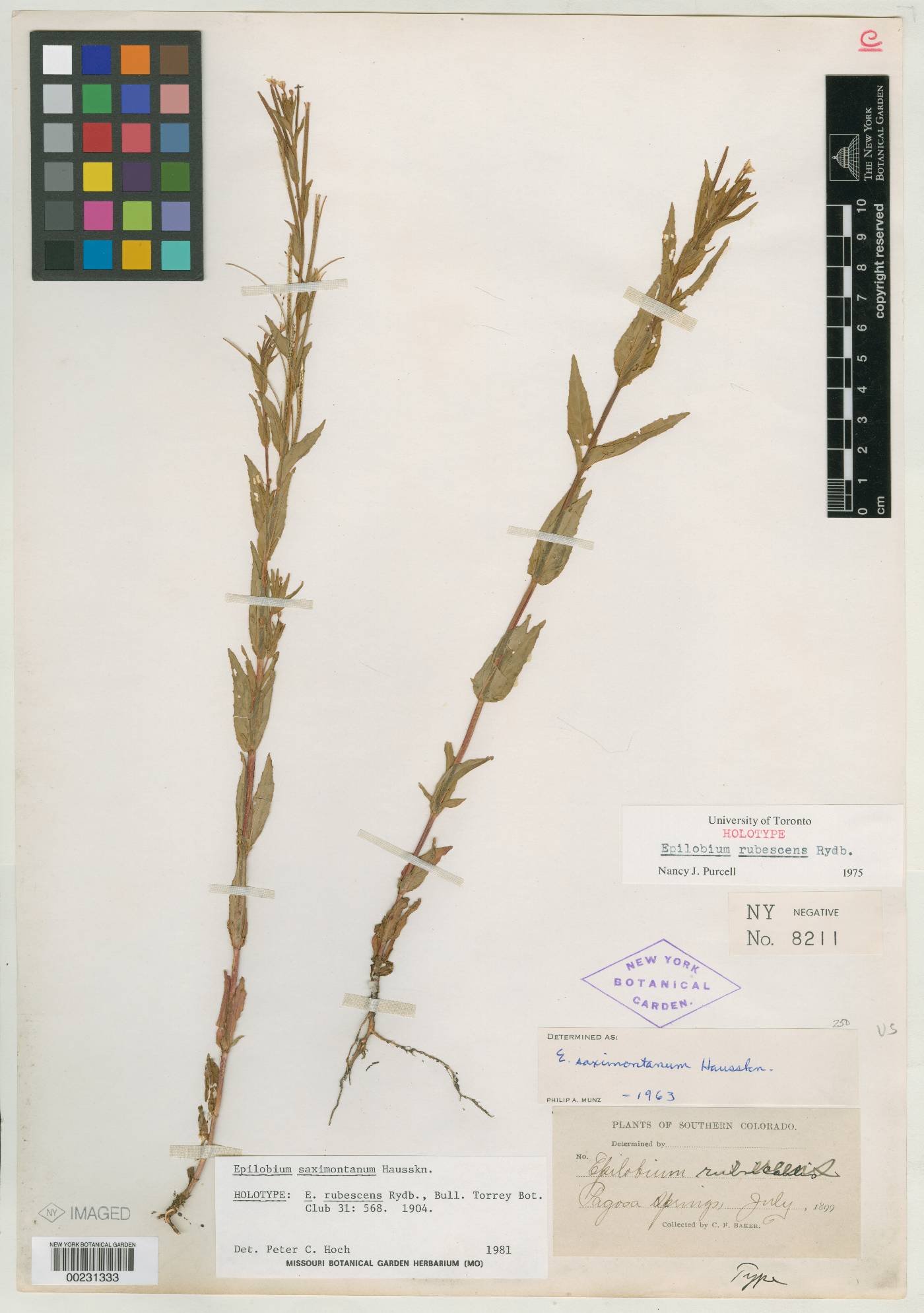 Epilobium rubescens image