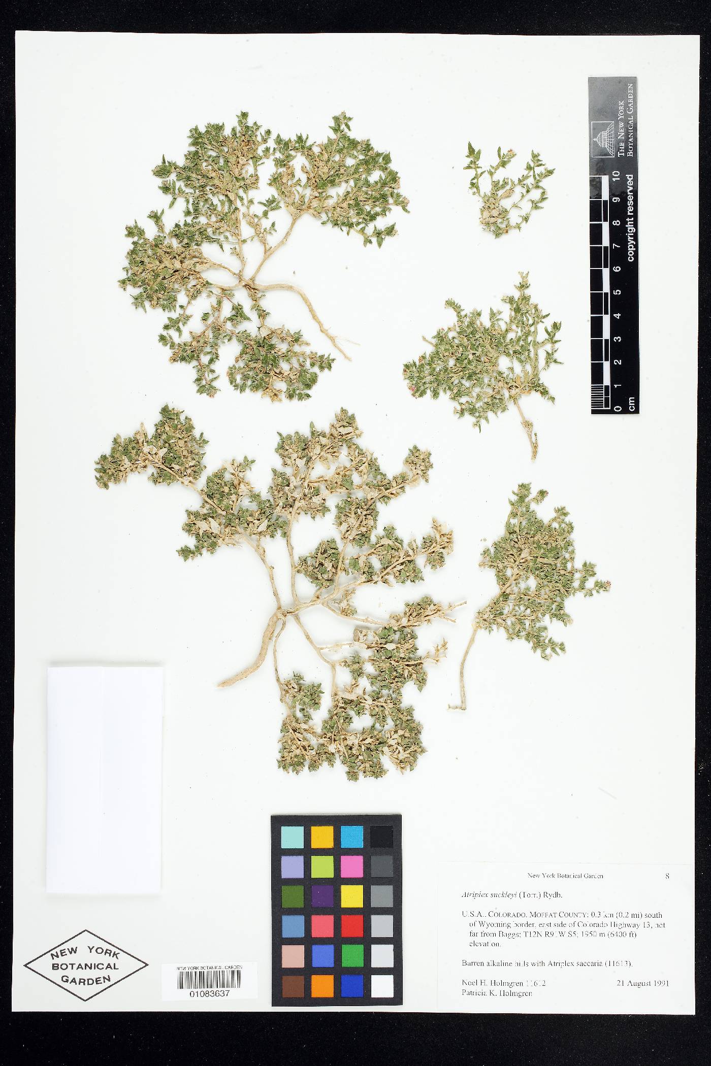 Stutzia dioica image