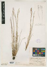 Sisyrinchium strictum image