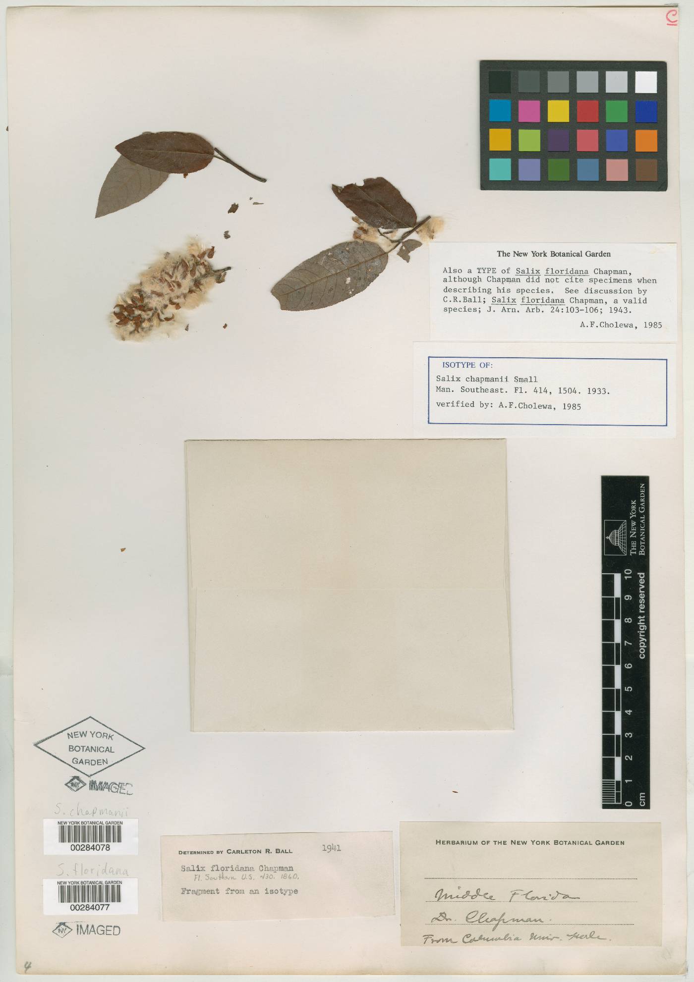 Salix floridana image