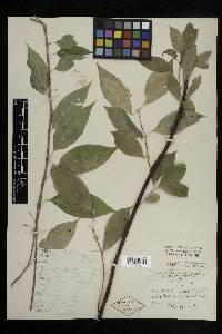 Celastrus scandens image