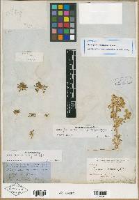 Lepidium flavum image