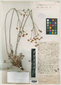 Eriogonum saxicola image