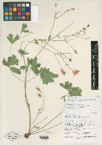 Aquilegia loriae image