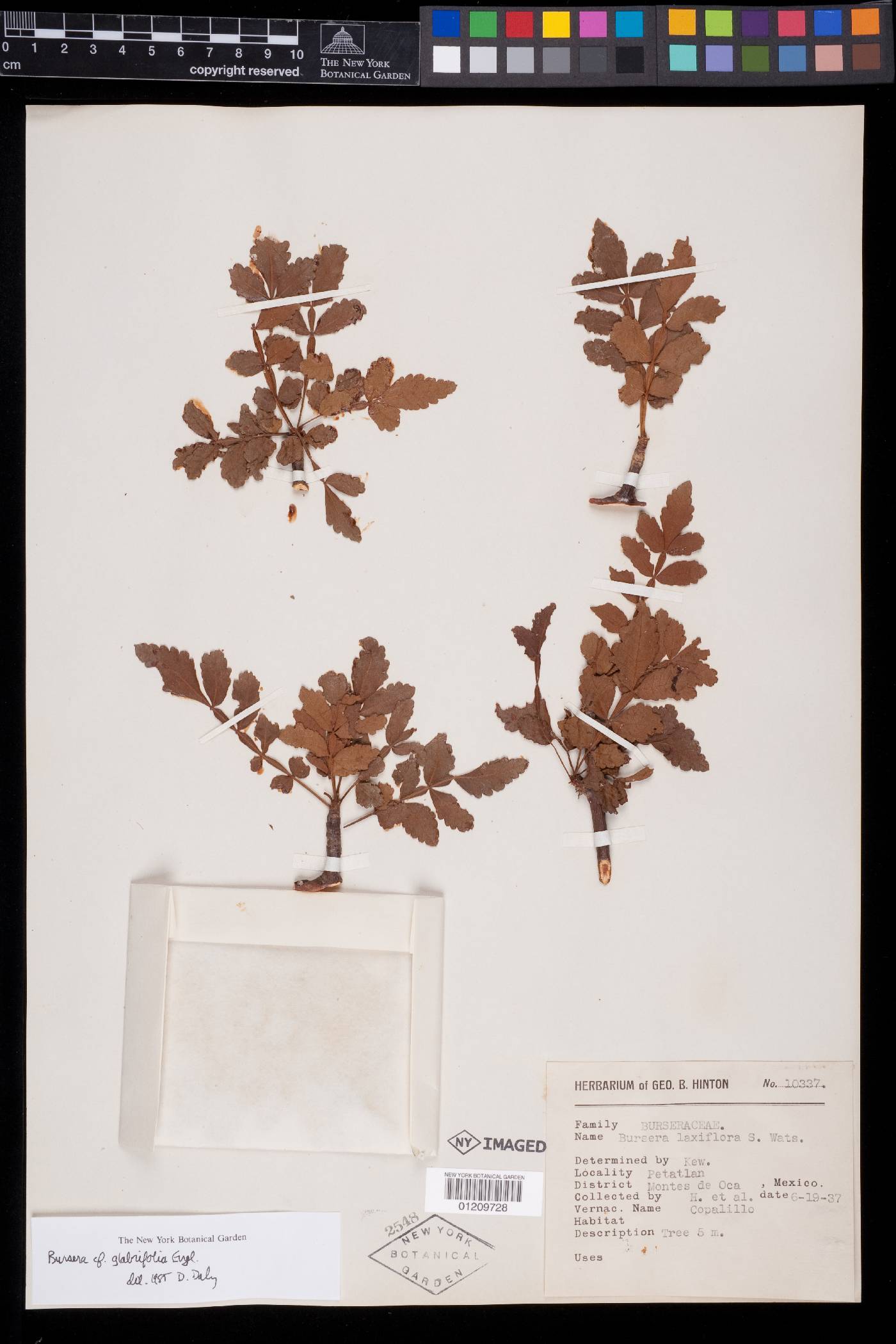 Bursera glabrifolia image