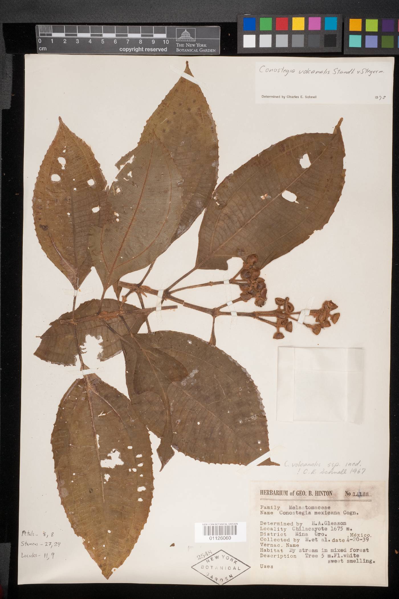 Miconia volcanalis image