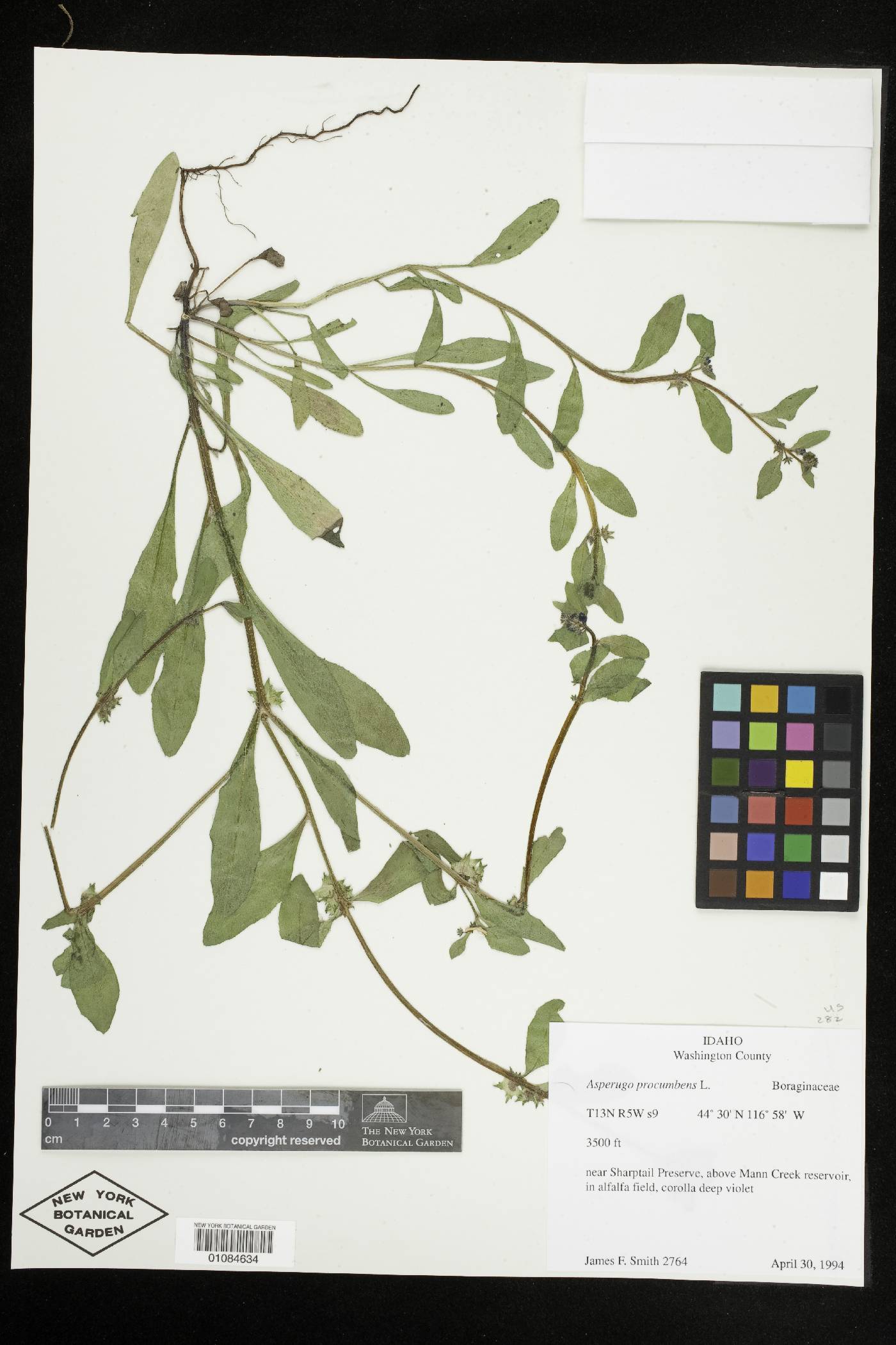 Asperugo procumbens image