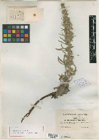 Oreocarya spicata image