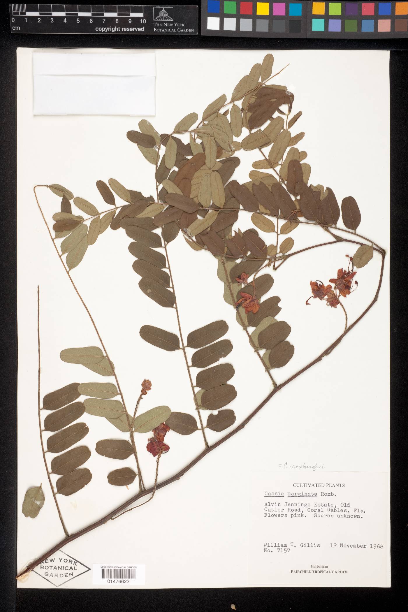Cassia roxburghii image