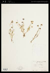 Blennosperma californicum image