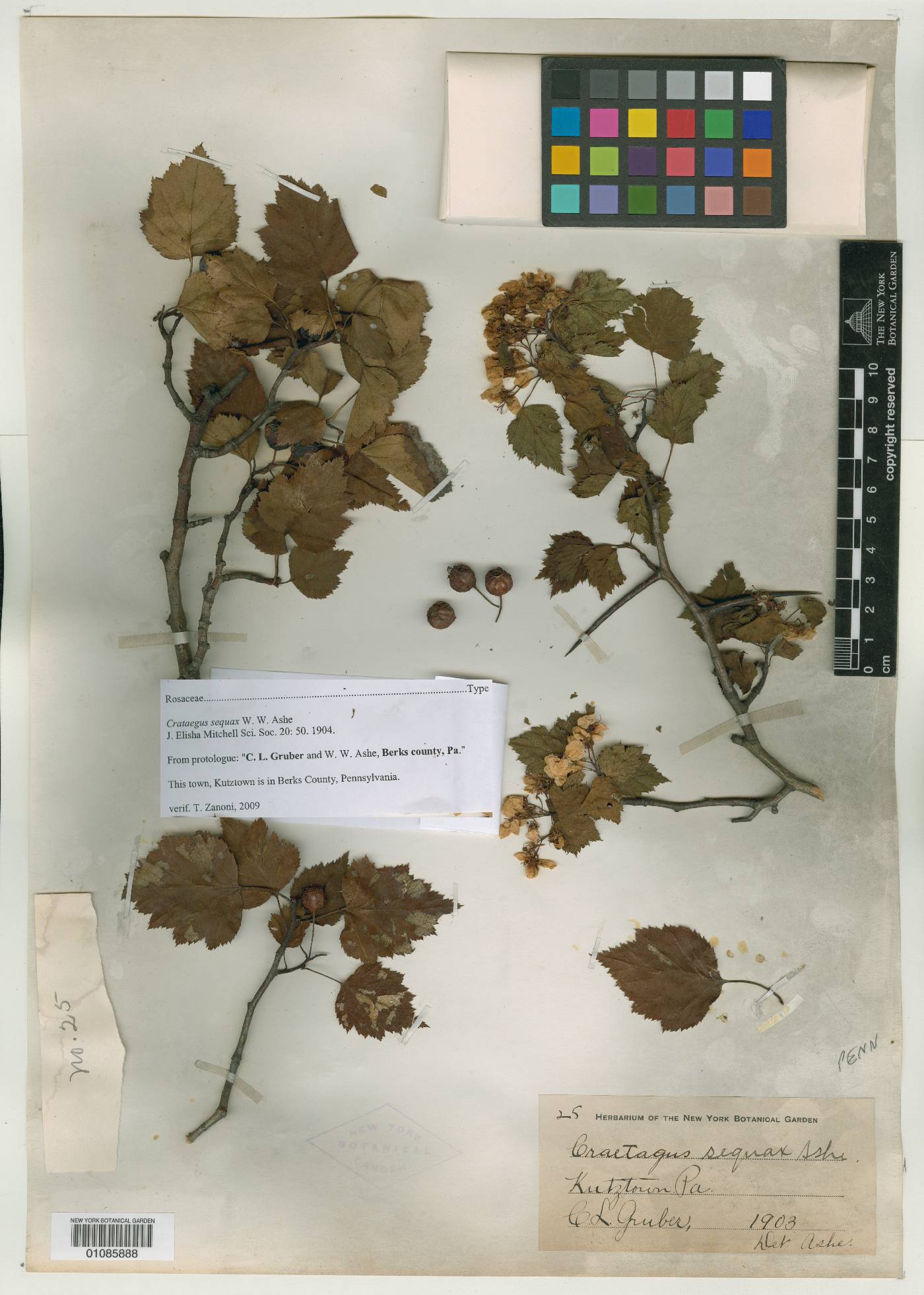 Crataegus sequax image