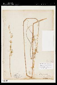 Sorghastrum secundum image