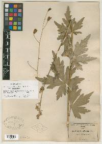 Aconitum arizonicum image