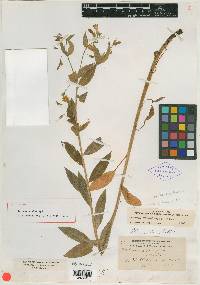Image of Mertensia alba