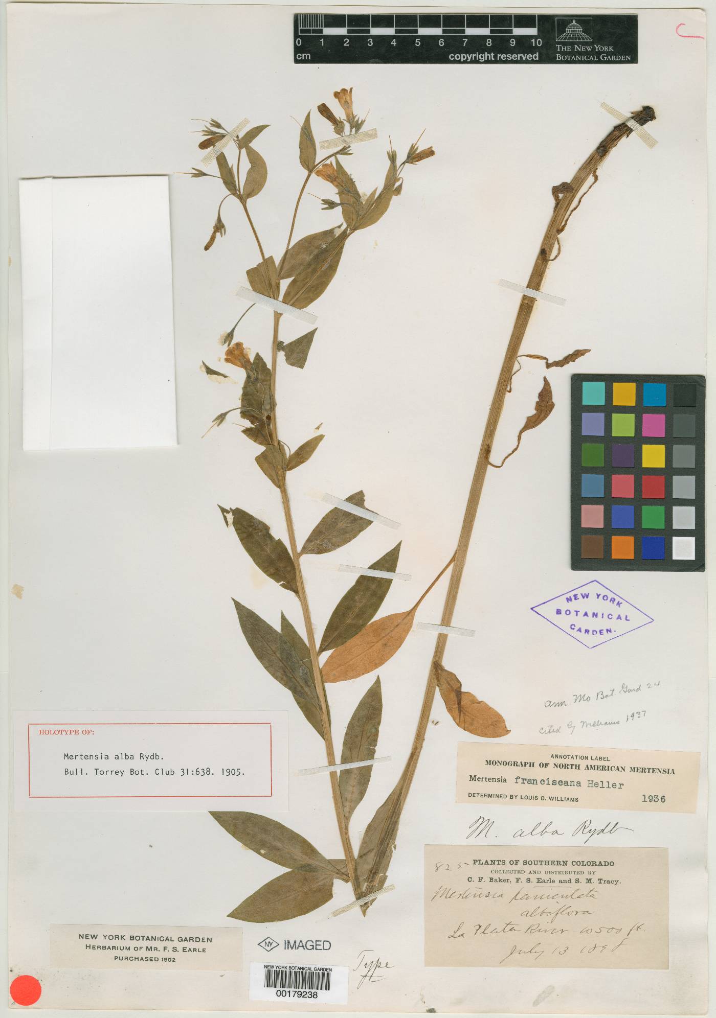 Mertensia alba image