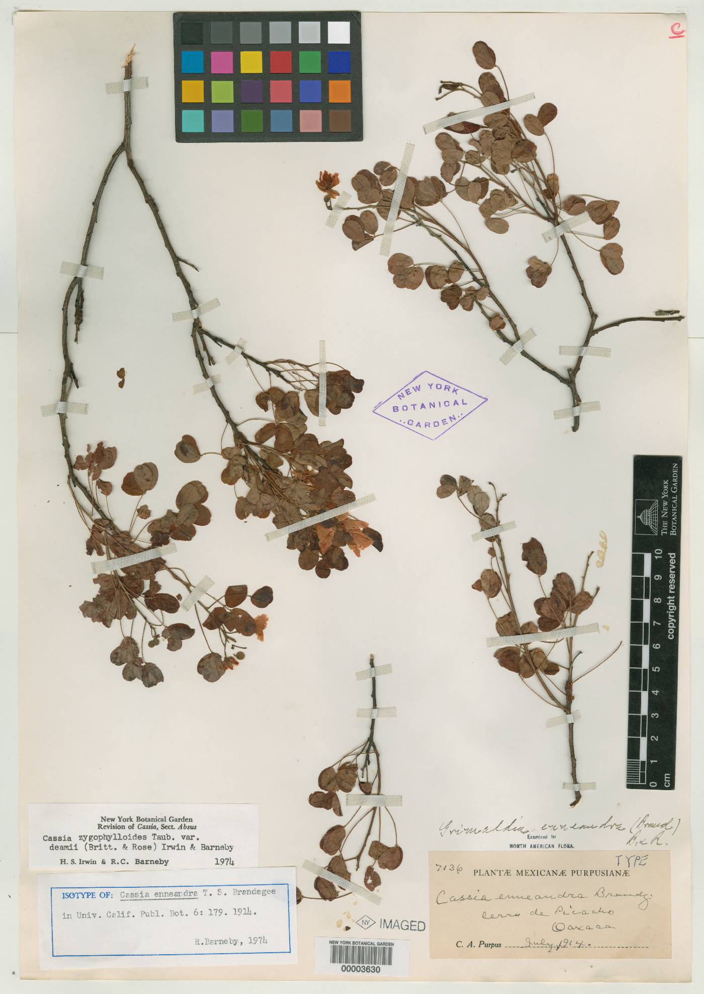 Chamaecrista zygophylloides image