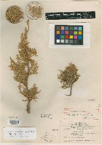 Juniperus pinchotii image