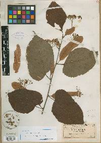 Tilia americana var. caroliniana image