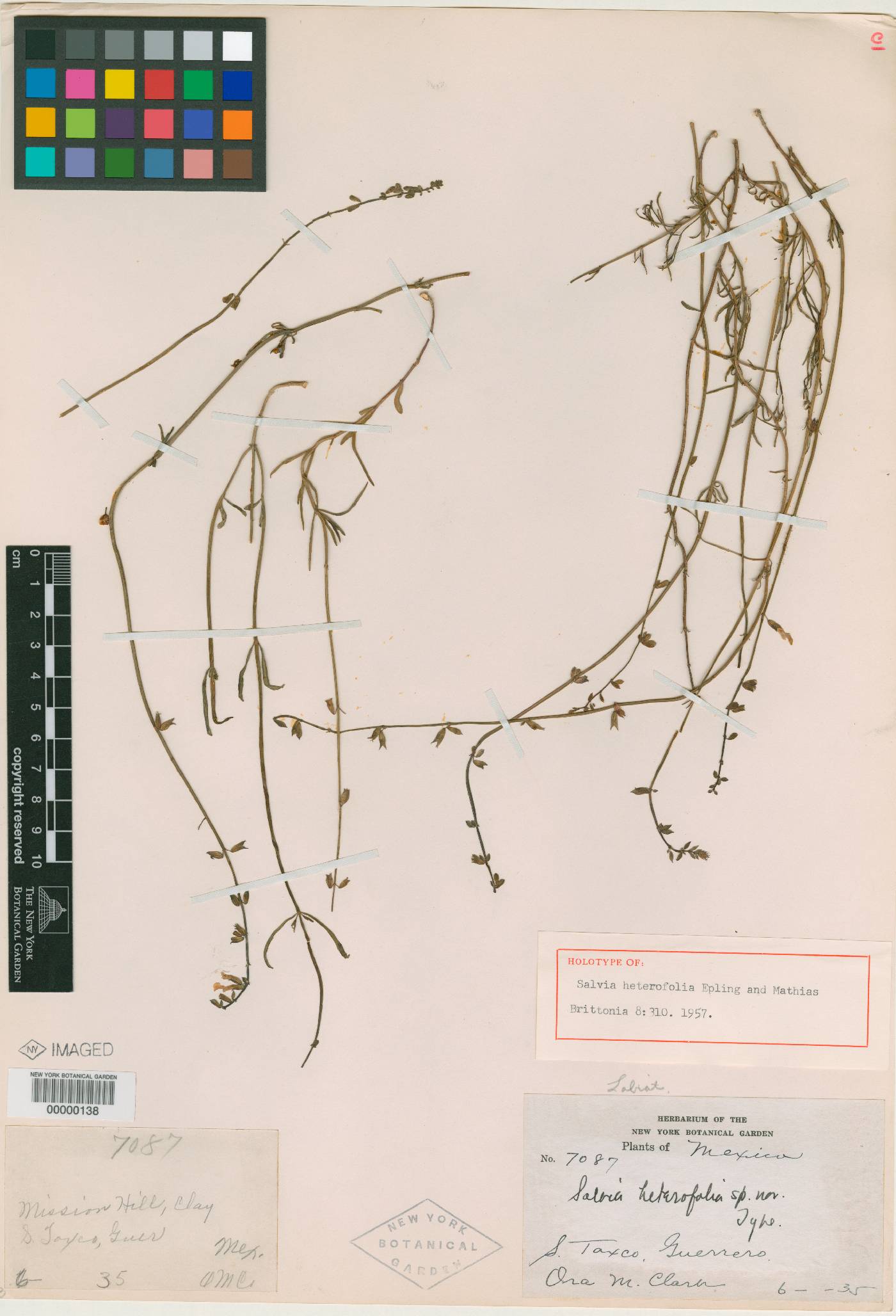 Salvia heterofolia image