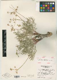 Lomatium packardiae image