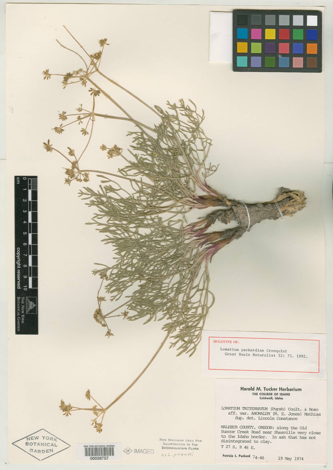 Lomatium packardiae image