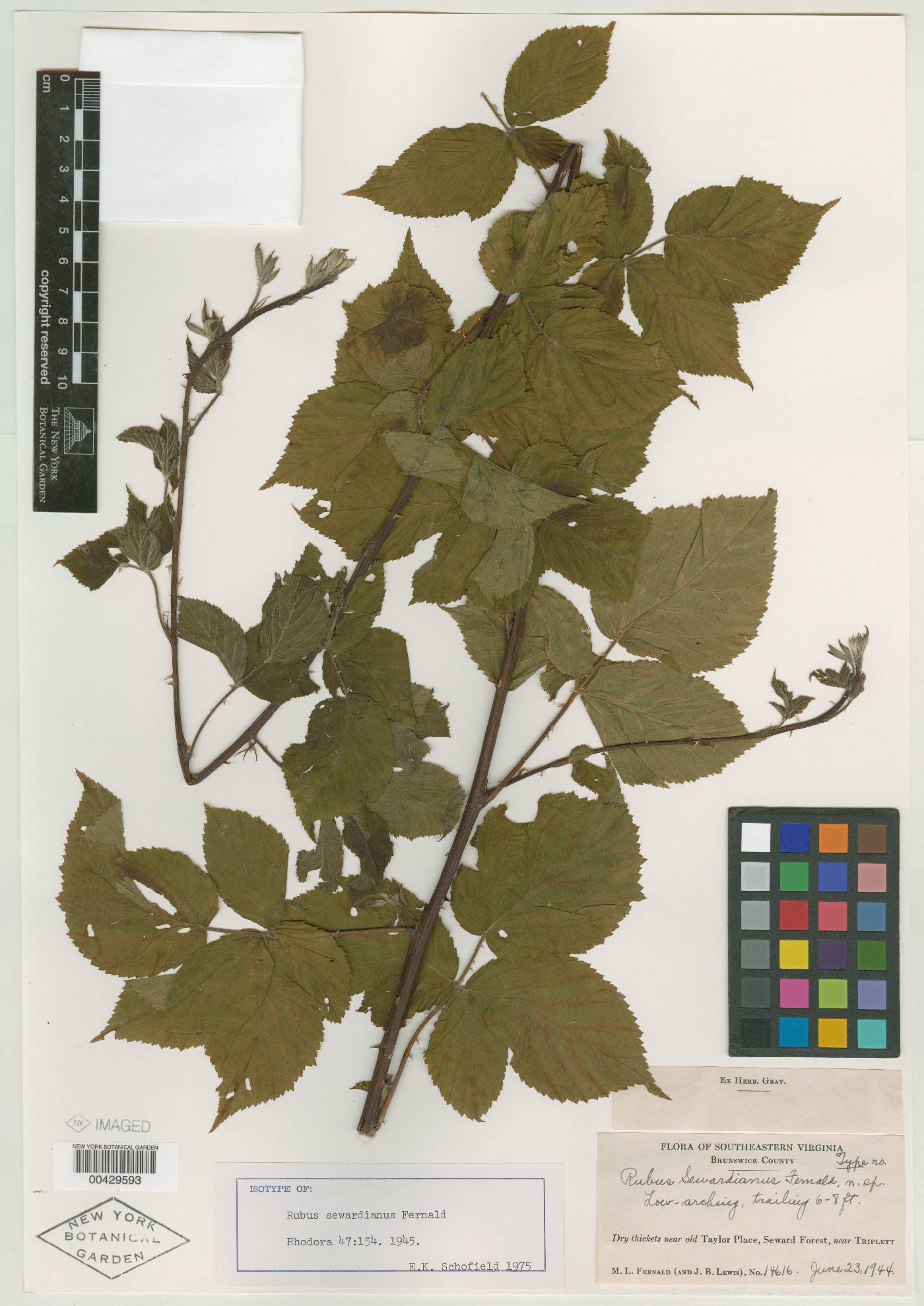 Rubus sewardianus image