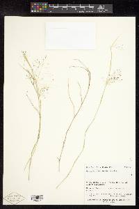 Muhlenbergia porteri image