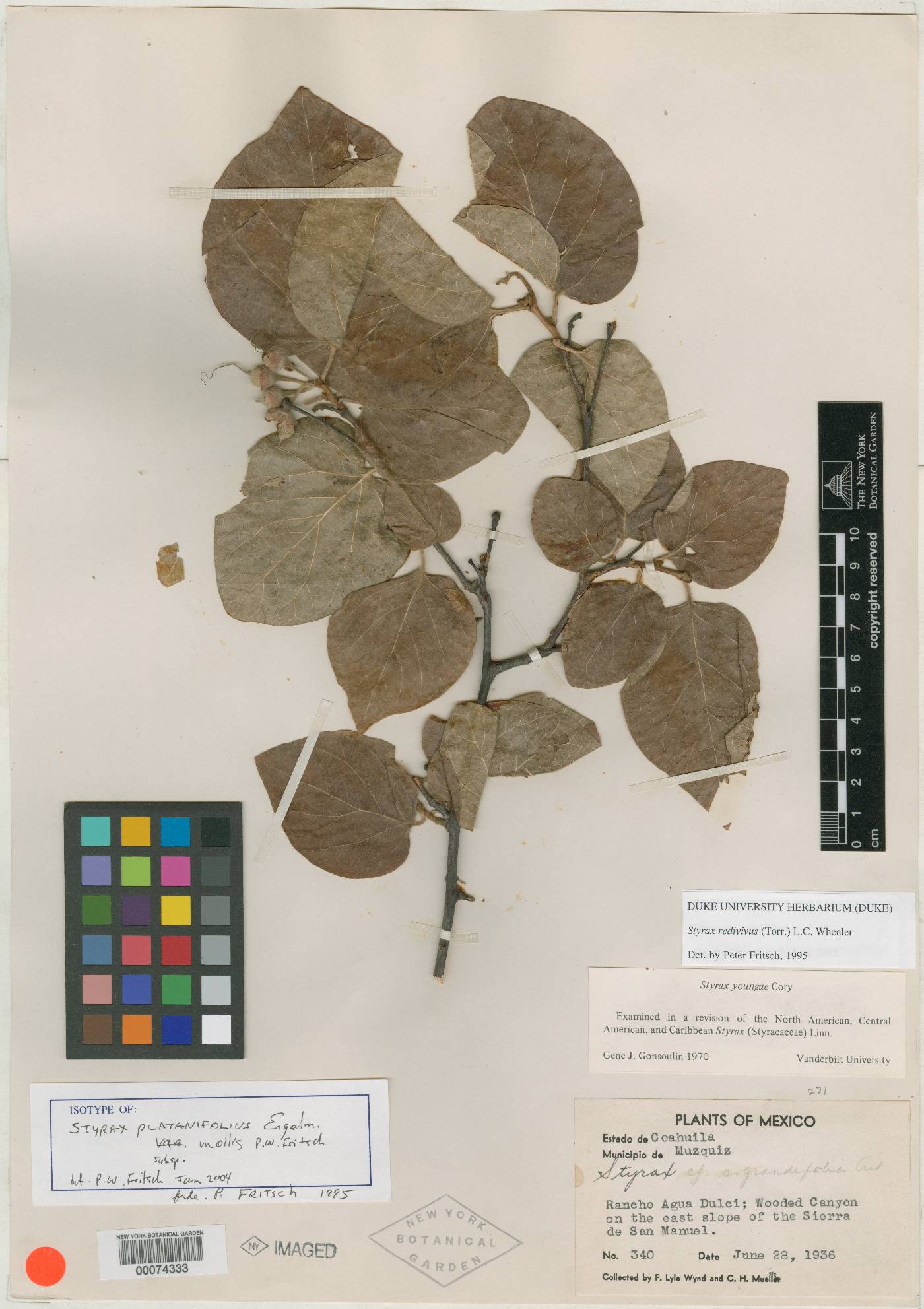 Styrax platanifolius subsp. mollis image