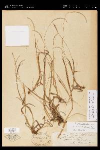 Paspalum setaceum var. muhlenbergii image