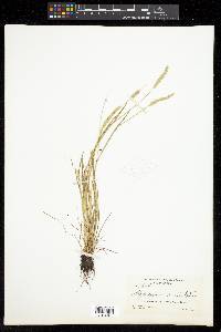 Alopecurus aequalis image