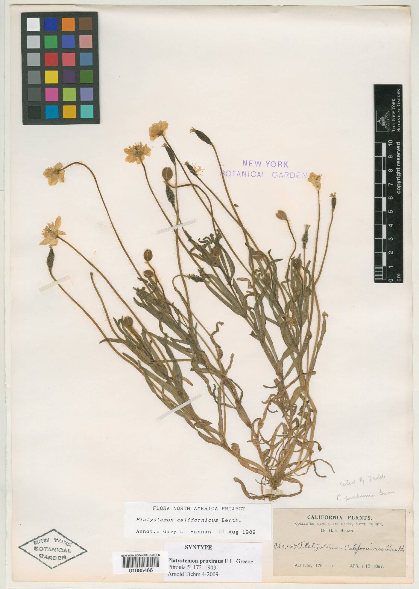 Platystemon proximus image