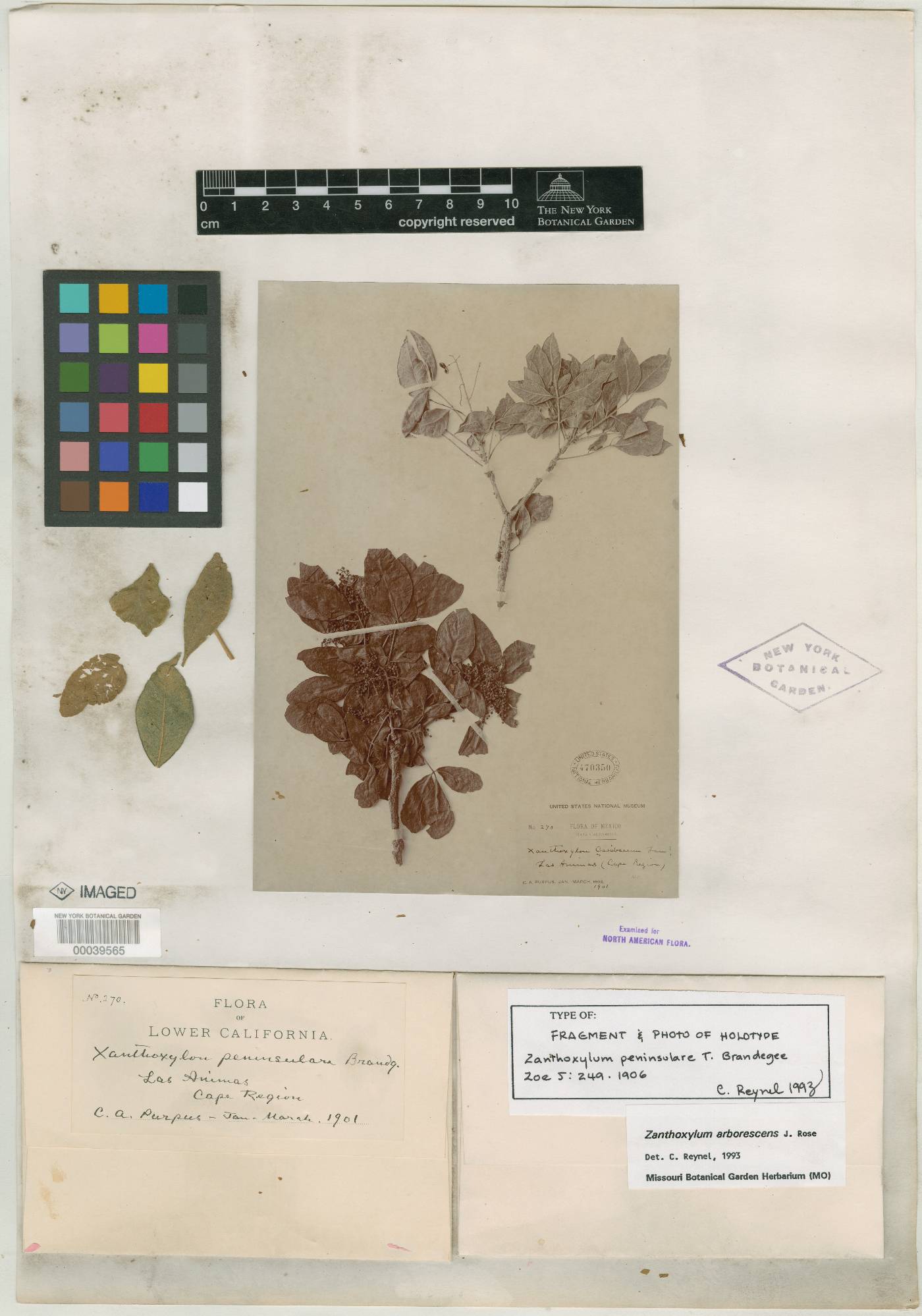 Zanthoxylum arborescens image