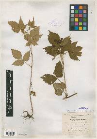 Rubus arundelanus image