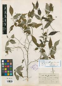Plocaniophyllon flavum image