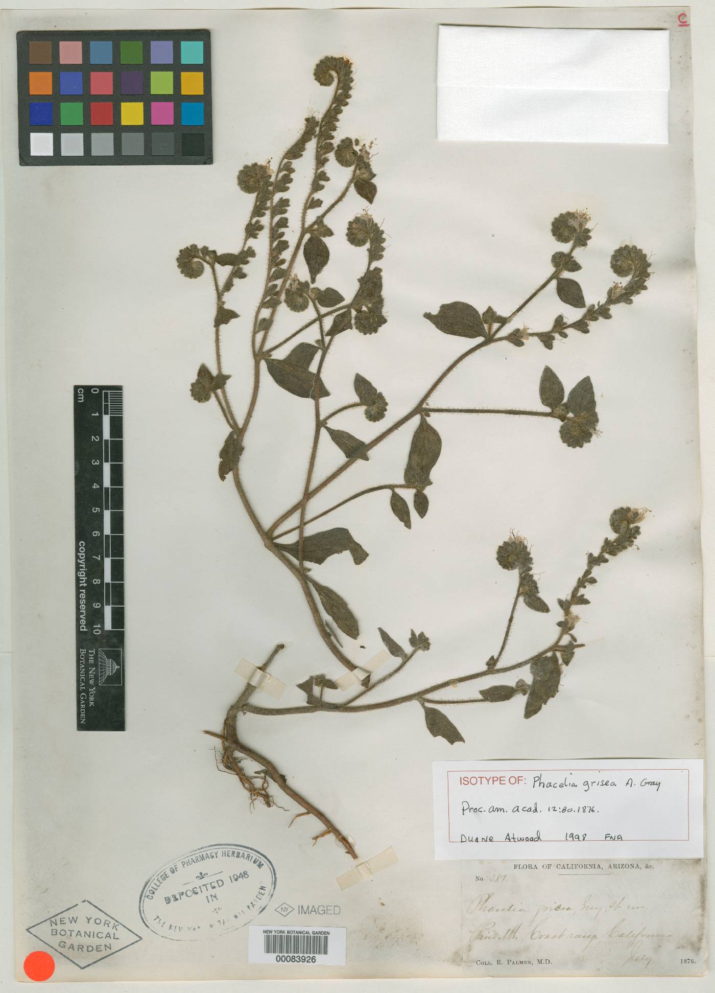 Phacelia grisea image