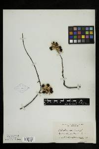 Celastrus scandens image