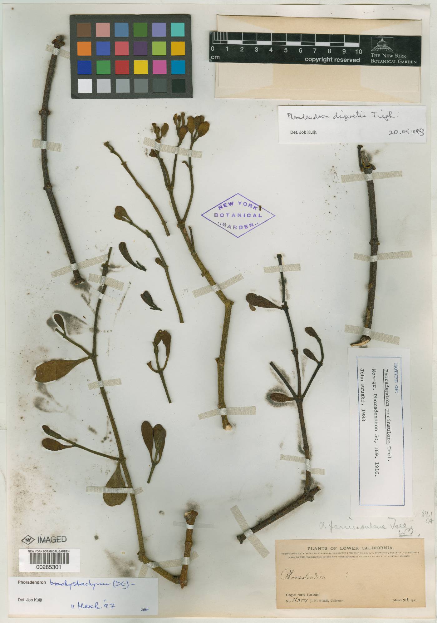 Phoradendron peninsulare image