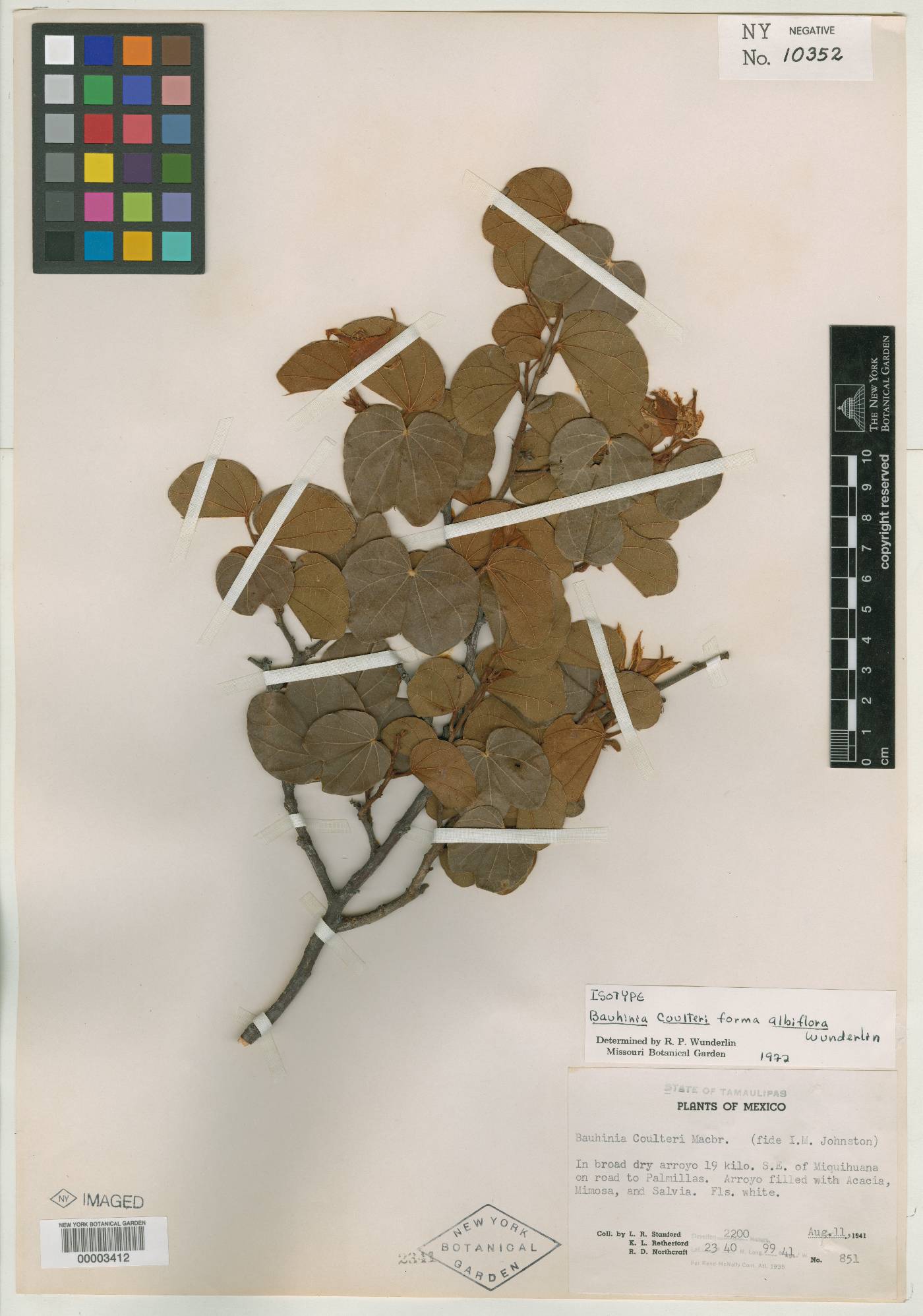 Bauhinia coulteri var. coulteri image