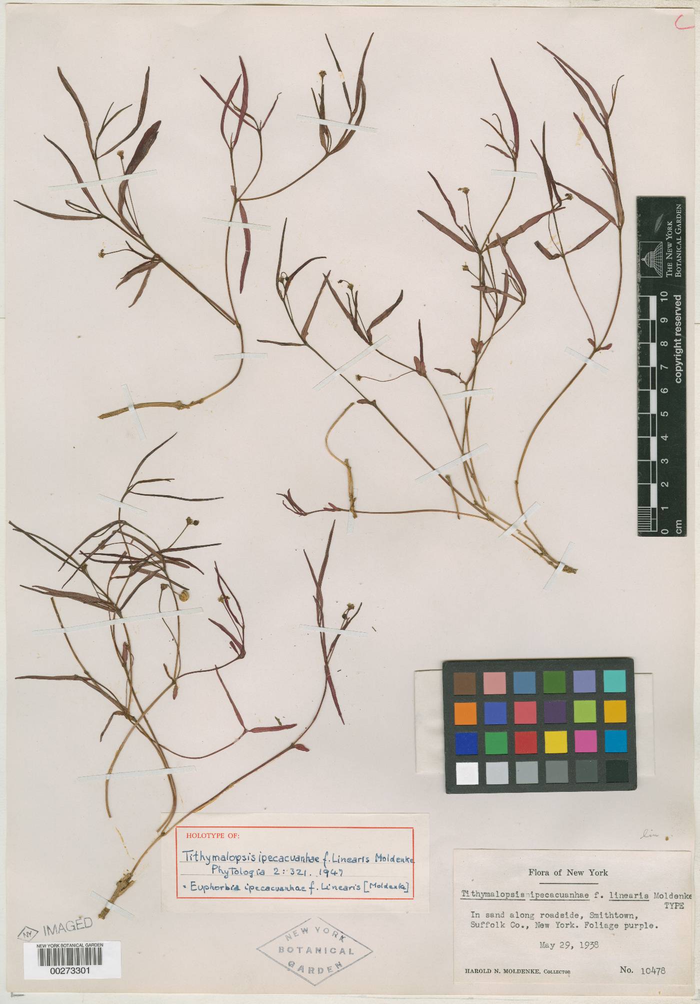 Euphorbia ipecacuanhae image