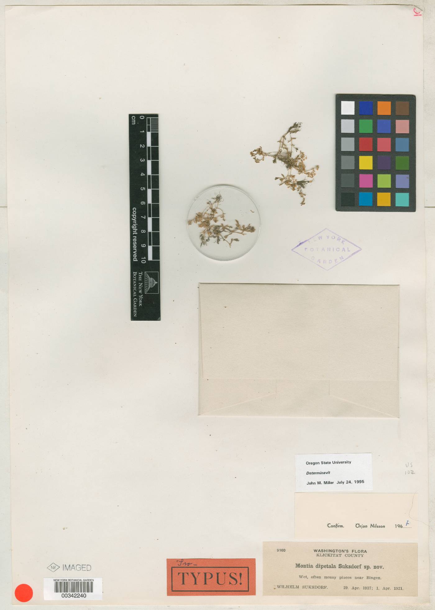 Montia dipetala image