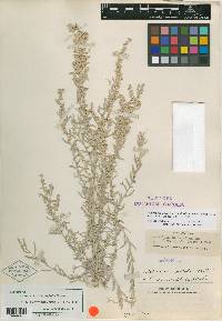 Artemisia microcephala image