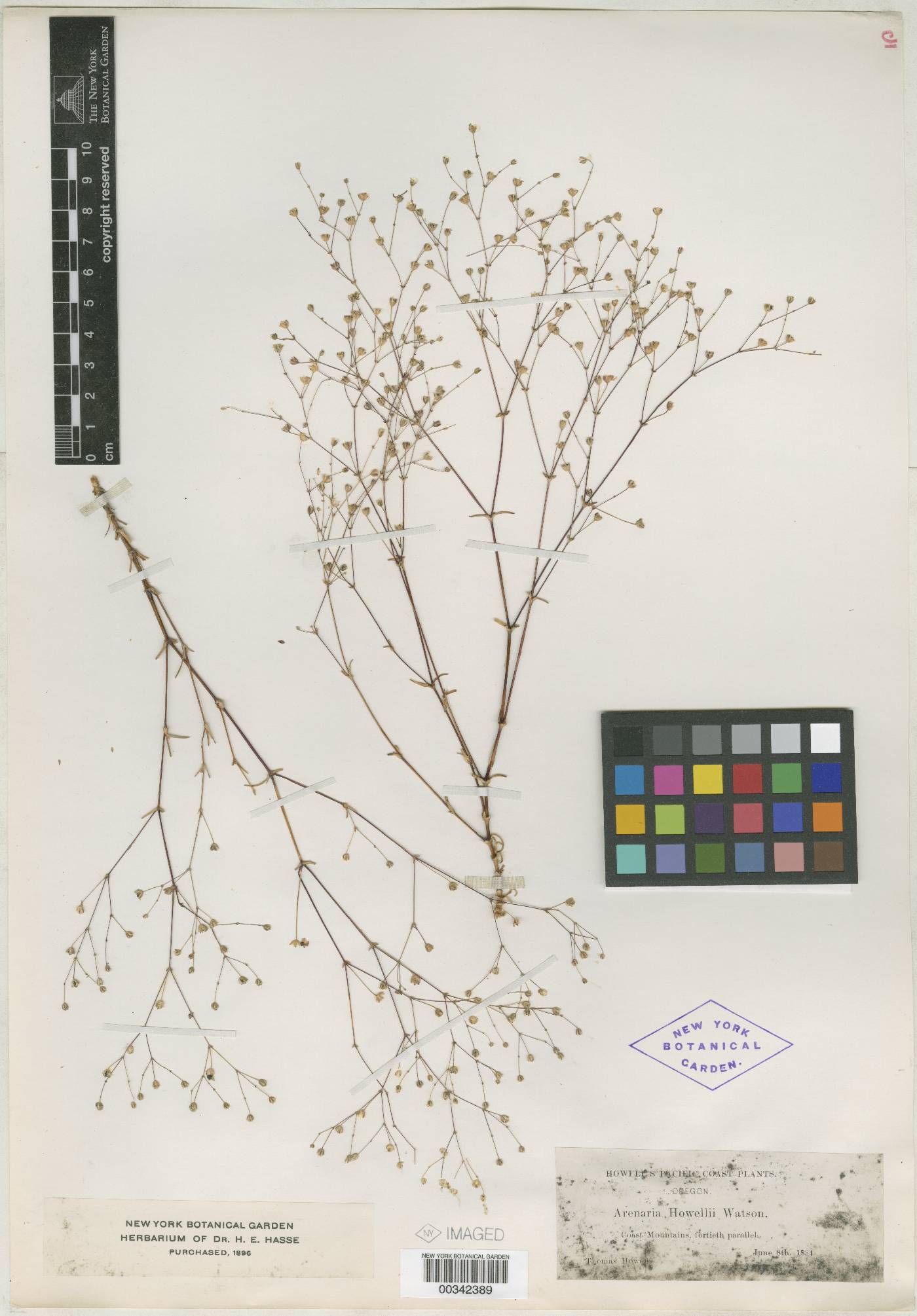 Arenaria howellii image