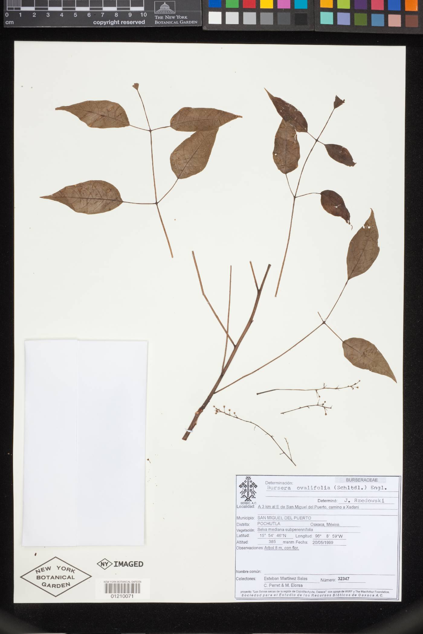 Bursera ovalifolia image