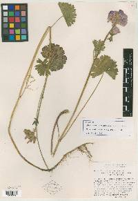 Sidalcea malviflora subsp. patula image