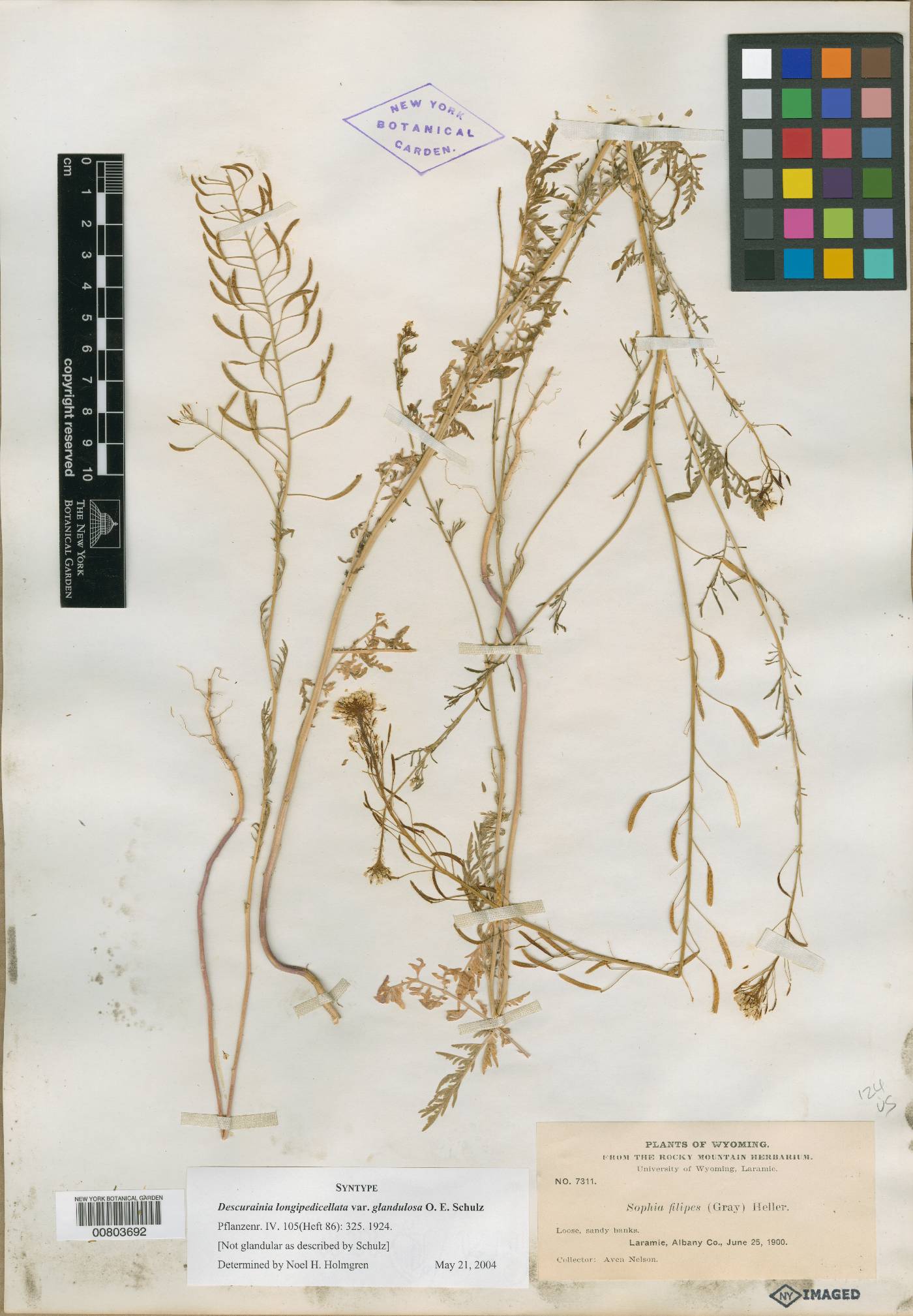 Descurainia pinnata subsp. filipes image
