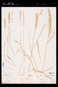 Poa nemoralis image