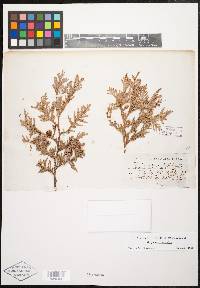 Thuja occidentalis image